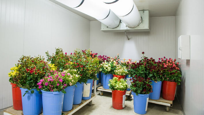Flowers in Cold Storage