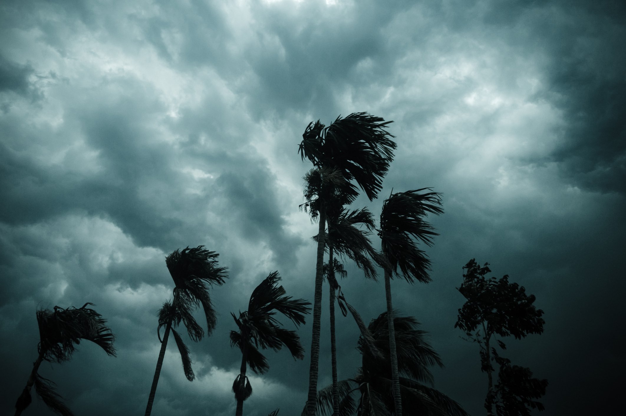Thick dark black heavy storm clouds over palm trees