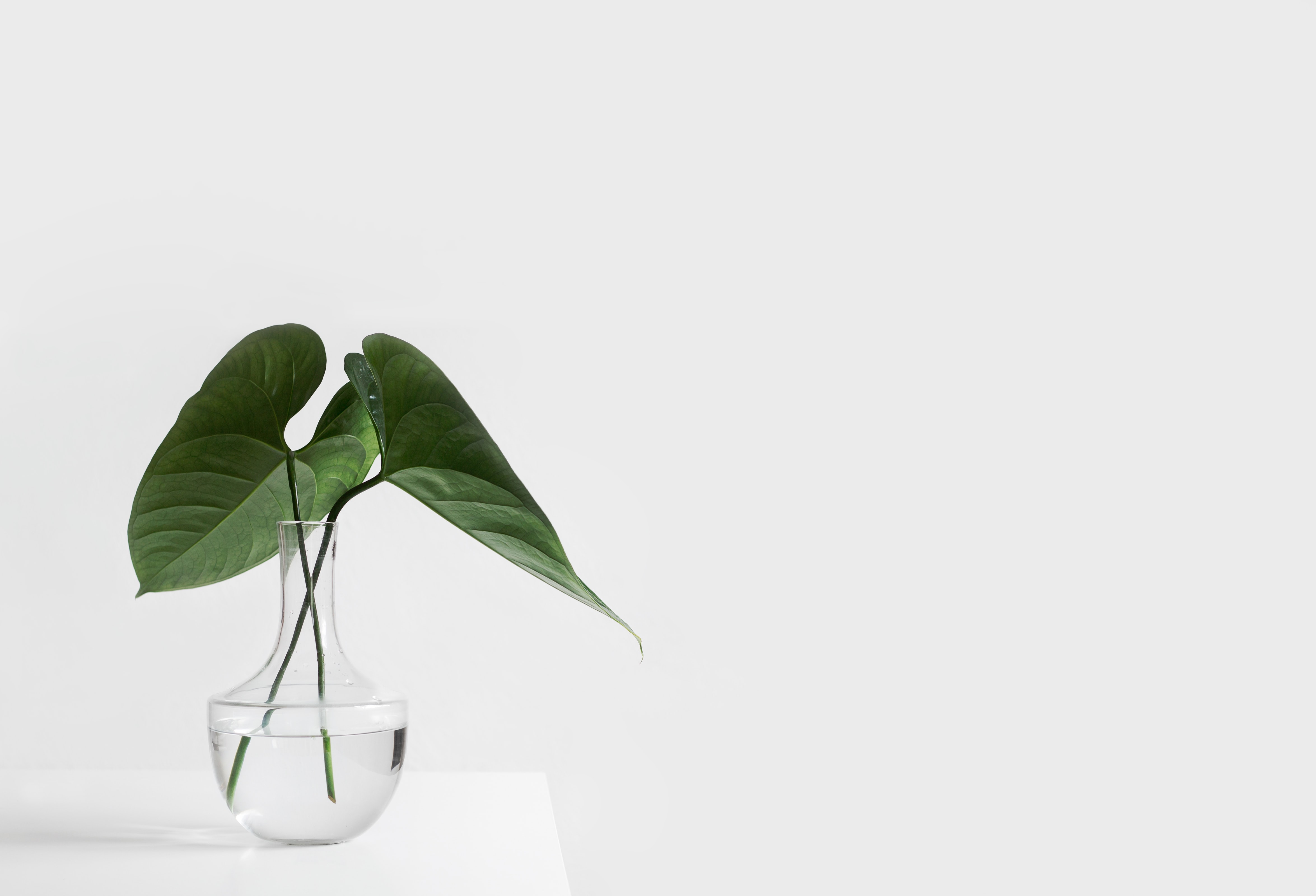 Green Span Go for Green: Make Insulated Metal Panels Part of a Sustainable Solution White Background Green Plant in Glass Vase