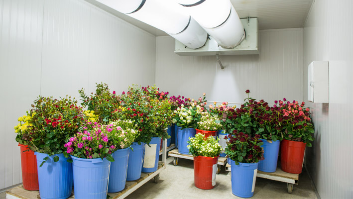 Flowers in Cold Storage