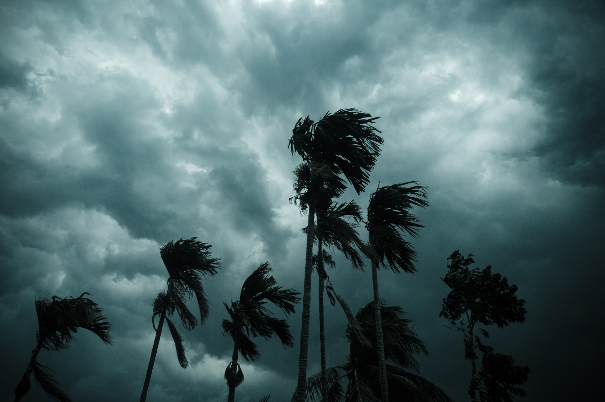 Thick dark black heavy storm clouds over palm trees